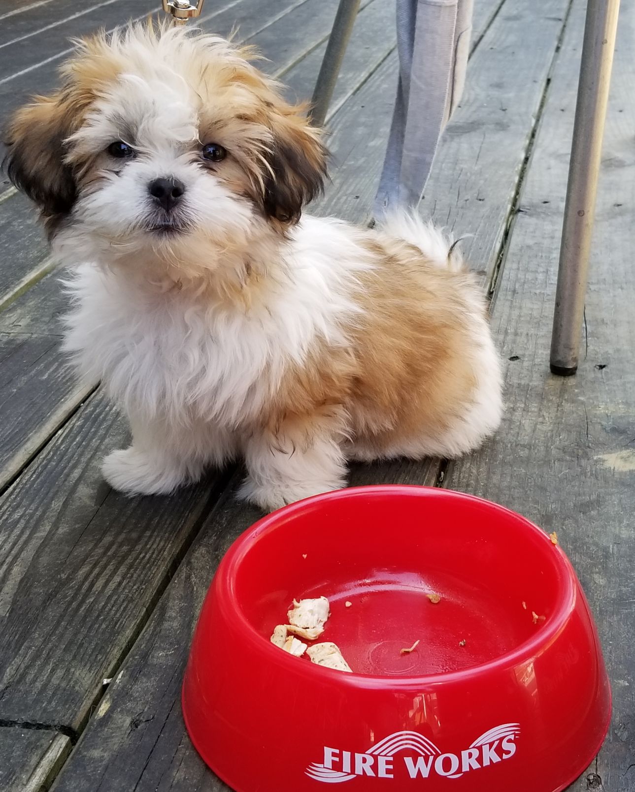 Pups on the patio enters fifth year at Fireworks Pizza